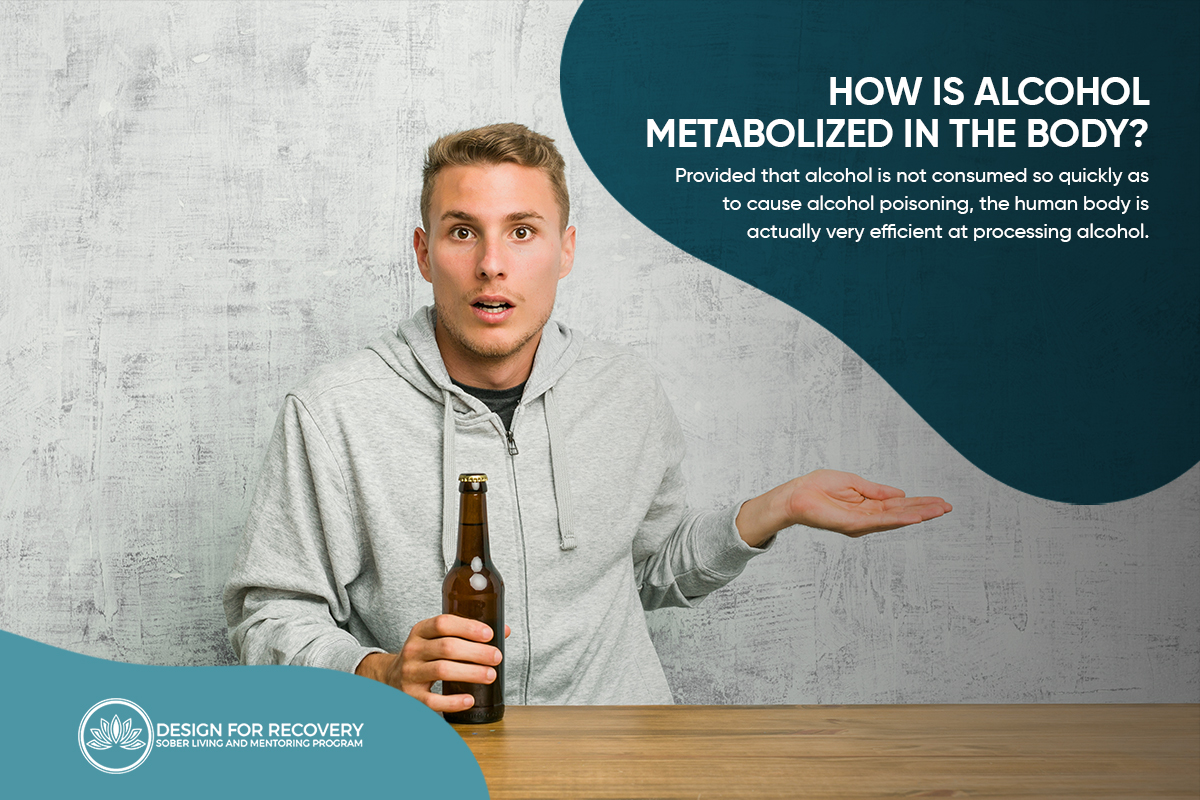 How is Alcohol Metabolized in the Body Design for Recovery
